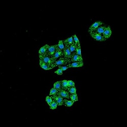 GRP78/HSPA5 Antibody (6H4-2G7), Novus Biologicals 0.1mg; Unlabeled:Antibodies,